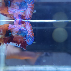 Betta NEMO  candy