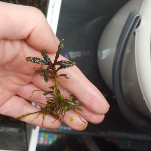 Bucephalandra Belindae