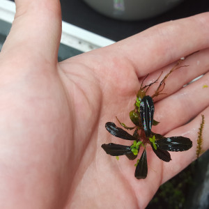 bucephalandra sp red