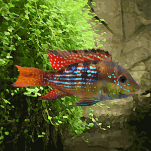 Geophagus terrapurpura (environ 4 cm)