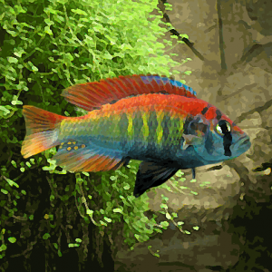 Haplochromis nyererei (environ 5 cm)