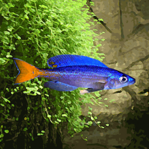 Cyprichromis leptosoma utinta fluorescent (environ 6 cm)