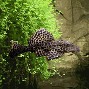 Pleco gibbiceps (environ 10 cm)