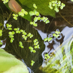 Lentille et laitues d'eau