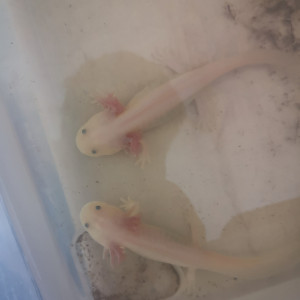 Axolotl leucistique