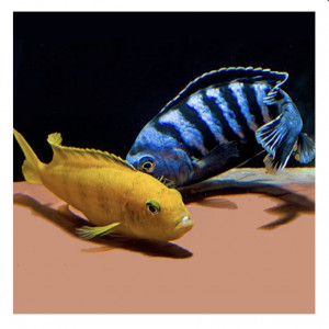 Couples Pseudotropheus Saulosi