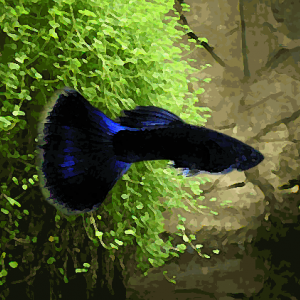 Guppy male bleu nuit (environ 4 cm)