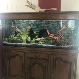 Vend Aquarium 450L