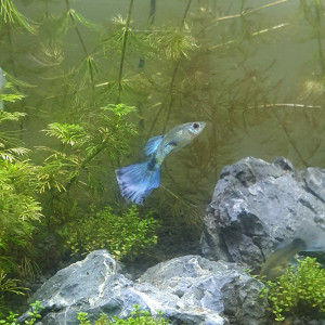 Guppy electric blue