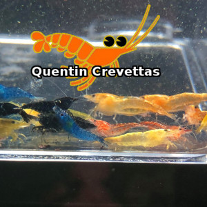 Lot mélange de 20 Crevettes Bleue, Jaune, Rouge et Orange