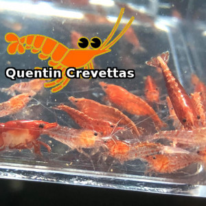 Lot 10 Crevettes Red Cherry Rouges