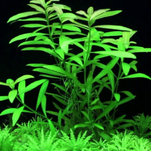 hygrophila polisperma