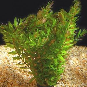 rotala macrandra