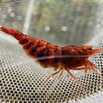 Aquariophile Stephen_Shrimps