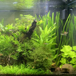 Aquariophile Ermelo