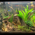 Aquariophile rom-gdu