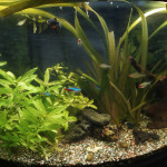 Aquariophile Rudyro