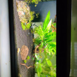 Aquariophile larre