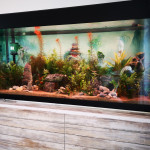 Aquariophile oryke