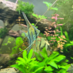Aquariophile Alex69