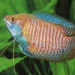 Aquariophile Tidou25