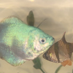 Aquariophile Matheo200007