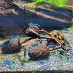 Aquariophile Loloboud