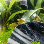 Aquariophile Lolo88000