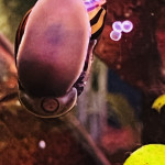 Aquariophile Patpat04