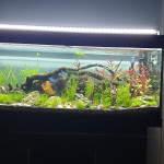 Aquariophile ALTAIR2050