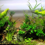 Aquariophile Anhtu