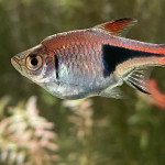 Aquariophile Emma1234