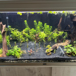 Aquariophile Razmo-93