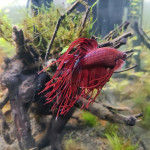 Aquariophile Nad-cos