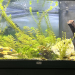 Aquariophile Desplan