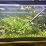Aquariophile Yyo450