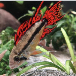 Aquariophile Achach