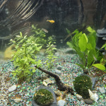 Aquariophile Onzo