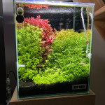 Aquariophile AlexisLH