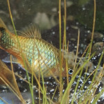 Aquariophile Laura44