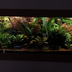 Aquariophile STK54