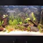 Aquariophile CeceVador
