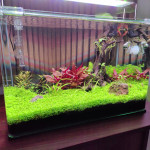 Aquariophile Olivoliv