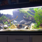 Aquariophile Noahaquadu57
