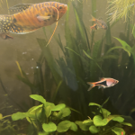Aquariophile GouramiGold69