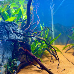Aquariophile Dukzer