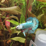 Aquariophile Aqu.ar.io
