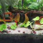 Aquariophile Sebinou11