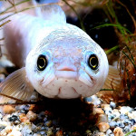 Aquariophile Rouxy06220