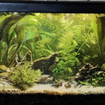 Aquariophile Schao